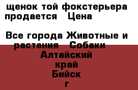 щенок той-фокстерьера продается › Цена ­ 25 000 - Все города Животные и растения » Собаки   . Алтайский край,Бийск г.